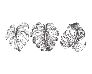 184_monstera deliciosa_set of three illustrations, monstera deliciosa leaf, carved, detailed, graphics, black on white © LypoVa