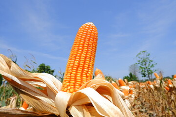 corn on the stalk dry corn