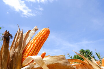 corn on the stalk dry corn