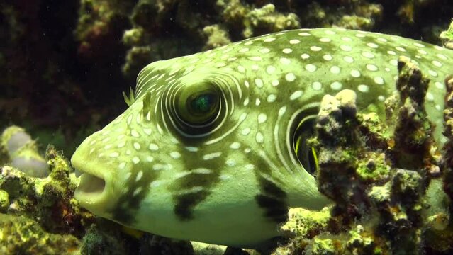 white-spotted Pufferfish super close up on coral reef