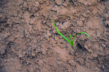 Small green grass growing on brown soil. Survival growth concept. copy space