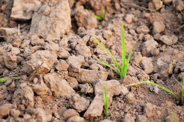 Small green grass growing on brown soil. Survival growth concept. copy space