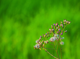 purple grass flower blur background green copy space Used to design backgrounds and wallpapers.
