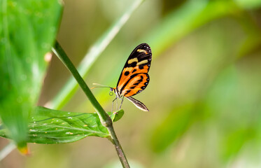 Orange and black, Sweet Oil butterfly perched on a small branch with a leaf and light colored background.