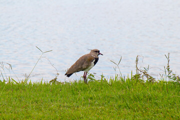 bird known as Southern Lapwing outdoors at Rodrigo de Freitas Lagoon in Rio de Janeiro.