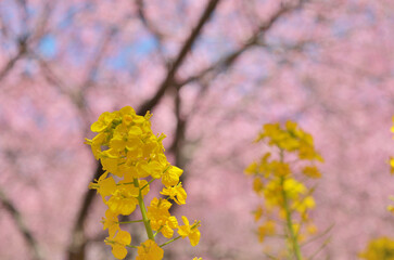 西平畑公園の菜の花と河津桜と青空