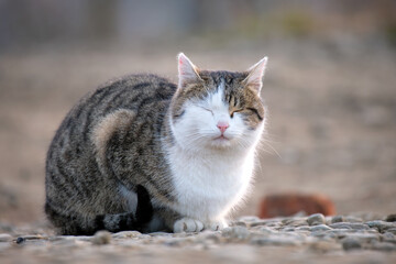 Fototapeta premium Big white and gray cat resting on steet outdoors