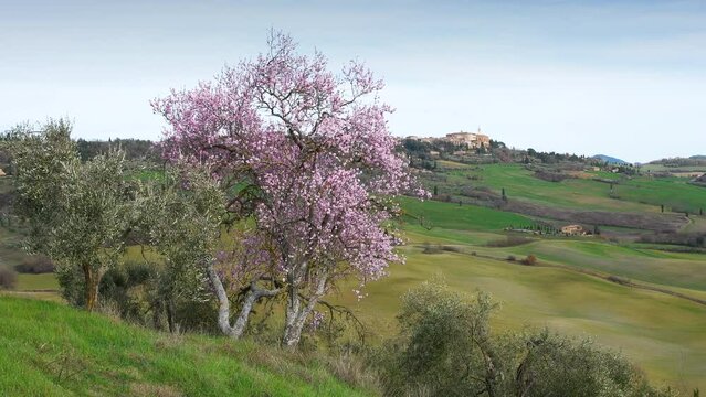 Flowering pink tree in spring season with the Dome of Pienza on the background. Val d'Orcia, Tuscany. Italy