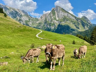 Cows in the Swiss Alps, Alpstein range in the background. St. Gallen, Switzerland.