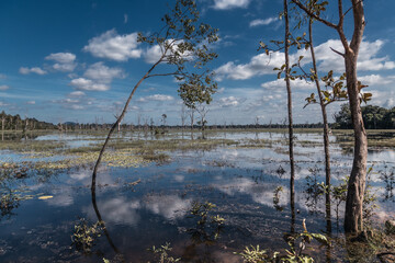 Vast wetland with sparse trees surrounded by forest near horizon, Angkor complex, Siem Reap Cambodia