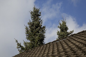 Two fir trees (Abies) over a roof under a dramatic winter sky, low angle view, concept: dominance, green lifestyle, nature, housing, shelter, Christmas (horizontal), Dahlbruch, NRW, Germany