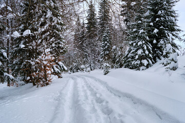 Moody landscape with footpath tracks and pine trees covered with fresh fallen snow in winter mountain forest on cold gloomy evening