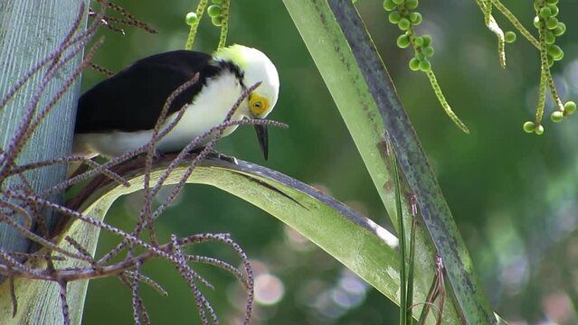 The white woodpecker (Melanerpes candidus) perching on a palm tree looking around. Tropical birds.