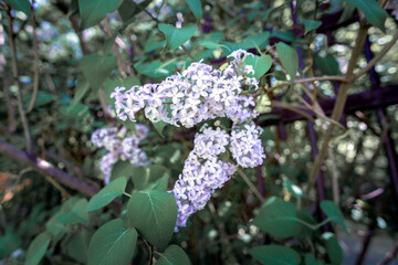 lilac flowers against the background of green leaves