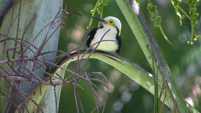 The white woodpecker (Melanerpes candidus) perching on a palm tree looking around. Tropical birds.
