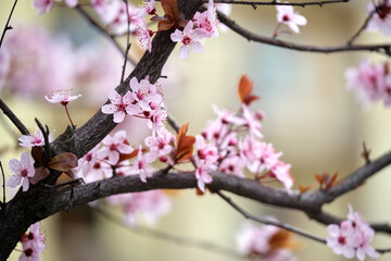Twigs of apricot tree with pink blossoming flowers in early spring