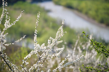 Twigs of cherry tree with white blossoming flowers in early spring