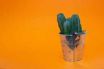 Cactus in a metal bucket on orange background.