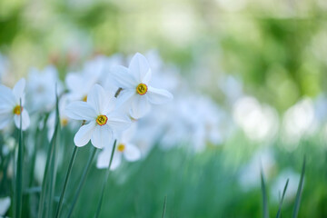 White tender narcissus flowers blooming in spring sunny garden