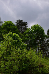 Obraz premium Gewitterstimmung im Mai mit hellgrünen, frischen Bäumen und grauem Himmel