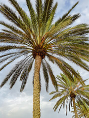 Fototapeta premium Three green palms with leaves against clear blue sky. Minimal nature background with copy space. Landscape wallpaper.