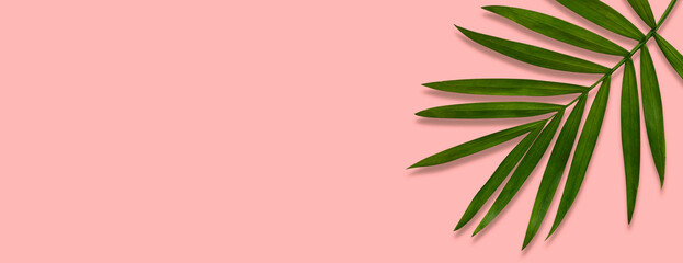green palm leaf branches on pink background. flat lay, top view