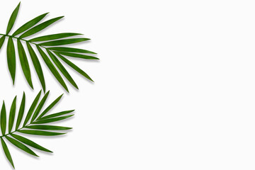 Fototapeta na wymiar green palm leaf branches on white background. flat lay, top view