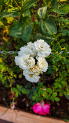 white rose in the garden