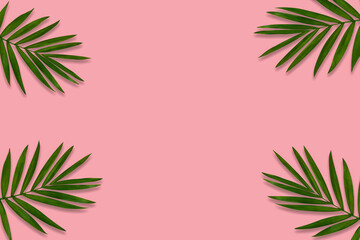 Fototapeta na wymiar green palm leaf branches on pink background. flat lay, top view