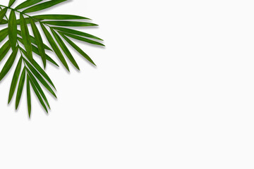 green palm leaf branches on white background. flat lay, top view