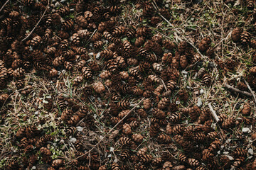 pine cones scattered along the ground