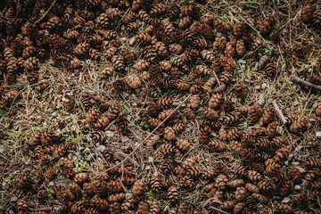 pine cones scattered along the ground