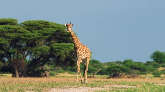 Lone Giraffe Stepping Across Savannah And Bushes In The Central Kalahari Game Reserve In Botswana. Selective Focus Shot