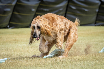 Afghan hound at the end of a lure race