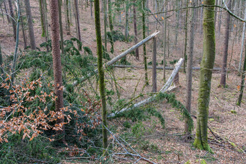 Abgebrochene, umgestürzte Nadelbäume im Wald (Sturmschaden / Sturmschäden)