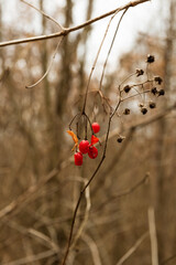 Red rowan berry lonely on tree with blurry background.