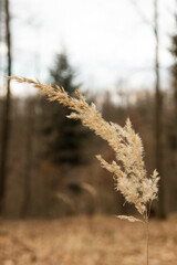 One isolated piece of grass.