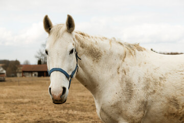 White horse on a field. In a winter season with a cloudy day.