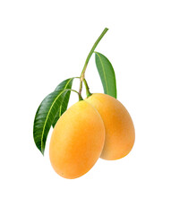Sweet yellow ripe Marian plum (Mayongchid, Maprang, Plum Mango) with green leaf on tree branch...