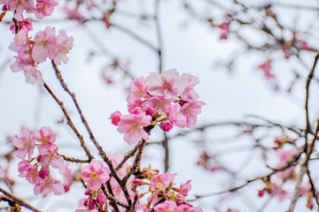 河津桜のクローズアップ　春イメージ