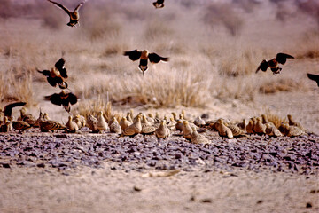 Chestnut-bellied sandgrouse