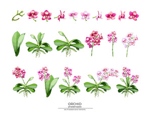 155_orchid_realistic vector illustration of orchid flowers, set of peduncles, leaves, buds, shades of pink, tropical design elements for perfumery, cosmetics, personal care products © LypoVa