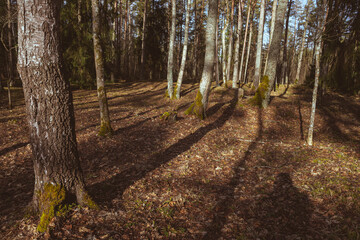 trees with long shadows in ancient Latvia cemetery with no gravestones left