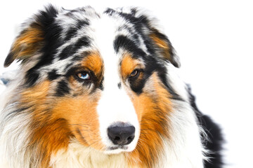 portrait of an Australian Shepherd in close-up on a white background, looking away