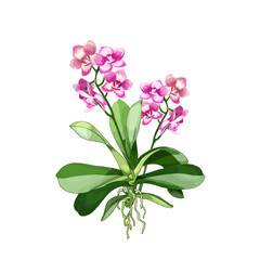 Naklejka na ściany i meble 154_orchid_realistic vector illustration of orchid, plants with two peduncles, pink buds, tropical design element for perfumery, cosmetics, personal care products