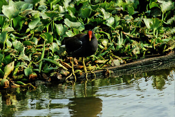 Common moorhen