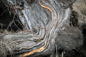 texture of measles old wood