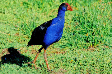 Australasian swamphen