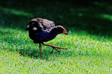 Australasian swamphen
