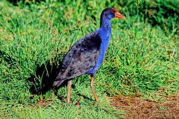 Australasian swamphen